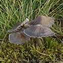 Heidekleefsteel mycena